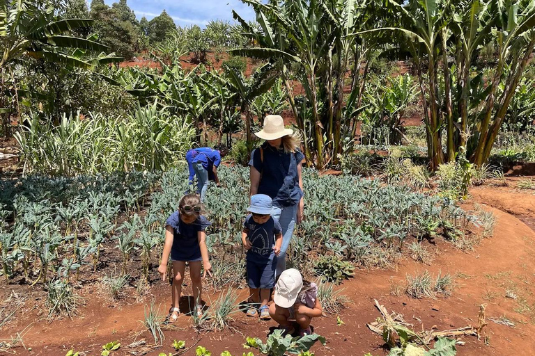 Nairobi: Kangemi Mlango Organic Farm Guided Tour