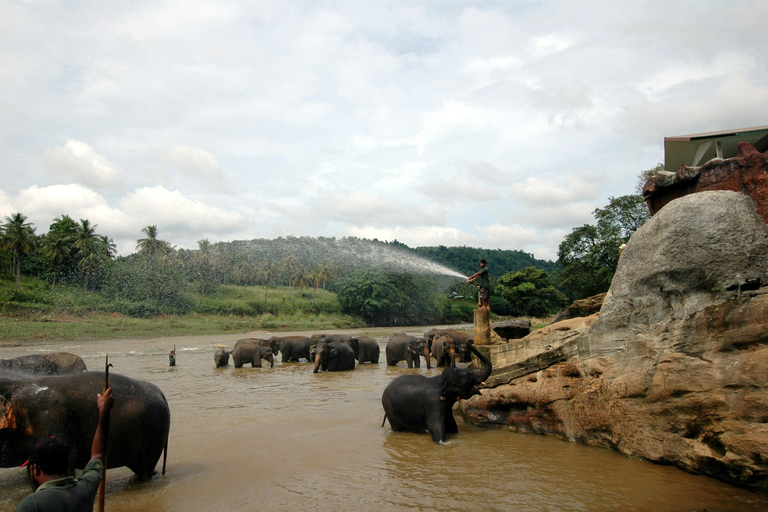 Colombo to Kandy Tour with Pinnawala, Tea Factory & Temple Colombo to Kandy Day Tour & Pinnawala Elephant Experience