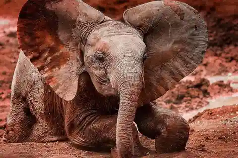 NAIROBI: DAVID SHELDRICK AND GIRAFFE CENTER DAY TRIP