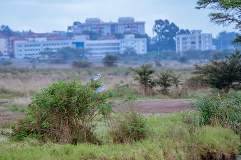 Nairobi: National Park Game Drive with Local Guide