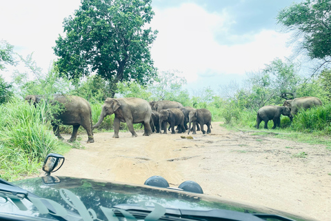 Sigiriya/Dambulla/Habarana: Safari i Minneriya nationalpark