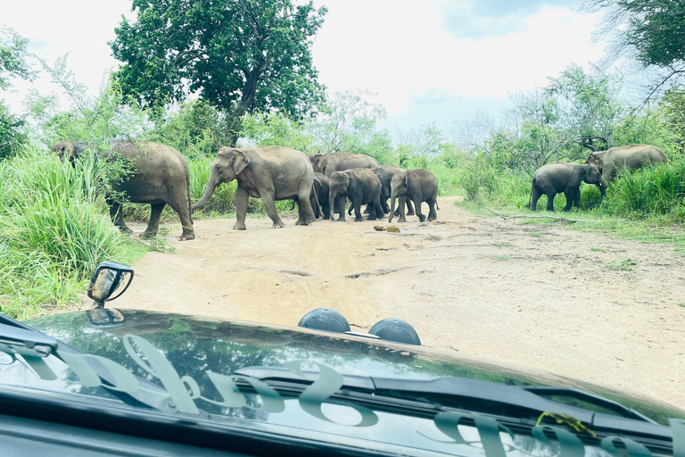 Sigiriya/Dambulla/Habarana: Safari i Minneriya nationalpark