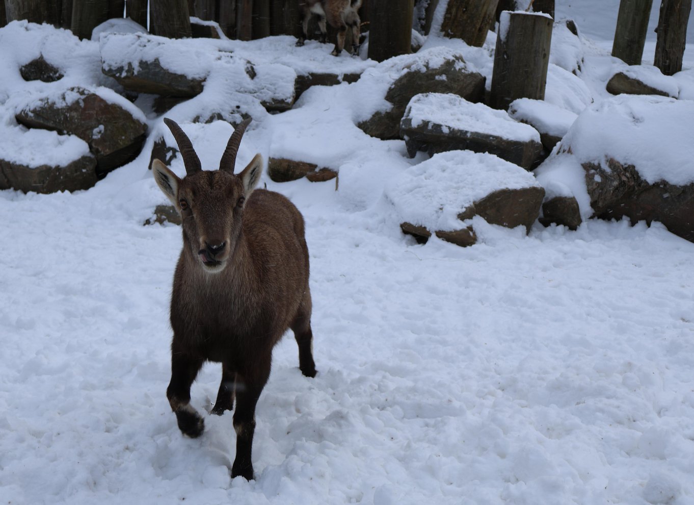 Fra Montreal: Omega Park Wildlife Safari Calling Sounds
