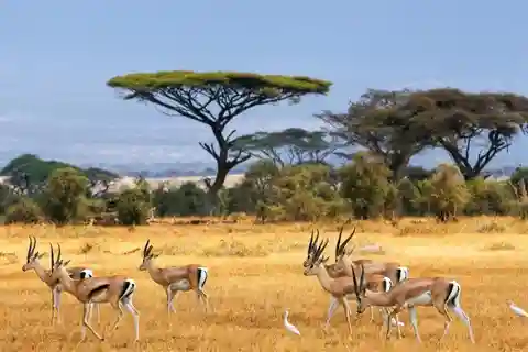 Nairobi; Parque Nacional de Nairobi, 6:00 h, safari en grupo.