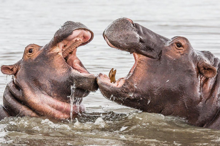 Crucero de medio día en barco con hipopótamos y cocodrilos Isimangaliso f Richards Bay