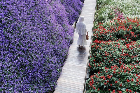 From Penang: Cameron Highlands Refreshing Private Day Tour