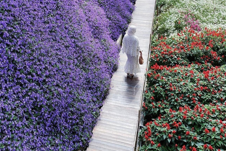 From Penang: Cameron Highlands Refreshing Private Day Tour