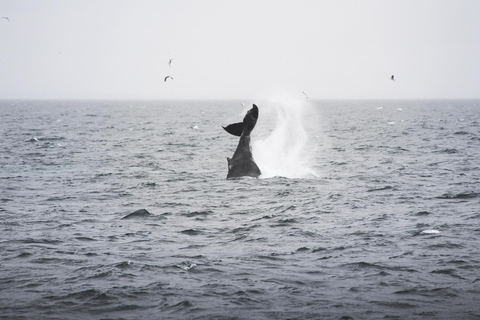 Whale Watching from Akureyri - Small Group Tour (Hjalteyri)
