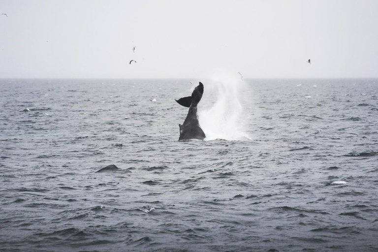 Whale Watching from Akureyri - Small Group Tour (Hjalteyri)