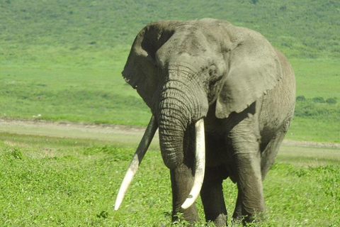 5 jours : Migration du Serengeti et Cratère du Ngorongoro5 jours : Migration du Serengeti et cratère du Ngorongoro