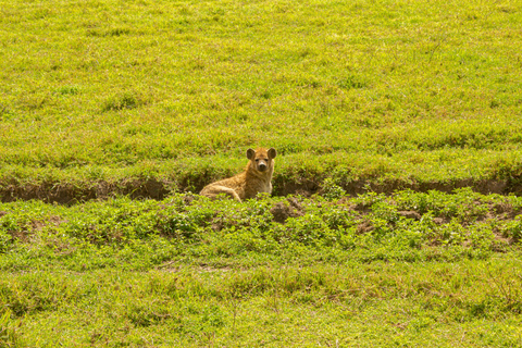 4-dniowe safari na kempingu w Tarangire, Serengeti i Ngorongoro