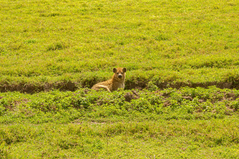 Safari de campismo de 4 dias em Tarangire, Serengeti e Ngorongoro