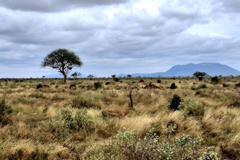 Mombasa: City Tour, Tsavo East Safari, and Beach Walk