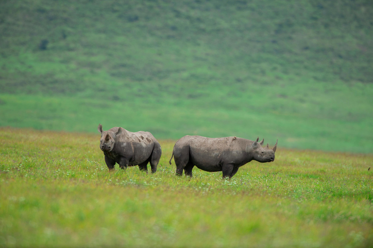 Tanzania: 7-Day Safari with Lodges & Game Drives