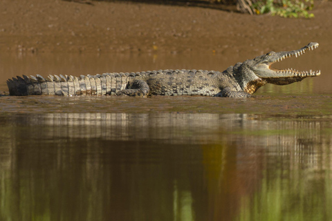 Carara National Park: Beste Tour Carara National Park - Ein Tag