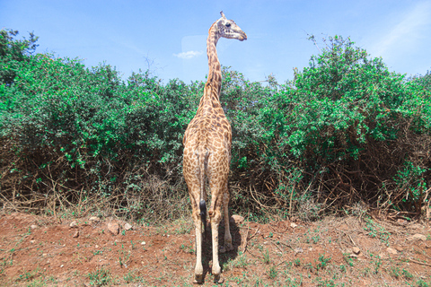 Nairobi National Park, Giraffe Center, Orpanage &amp; Bomas Trip