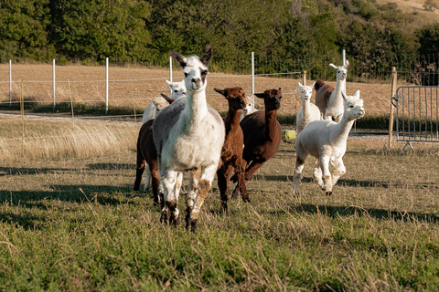 Mödling: Excursión panorámica guiada con alpacas y llamas