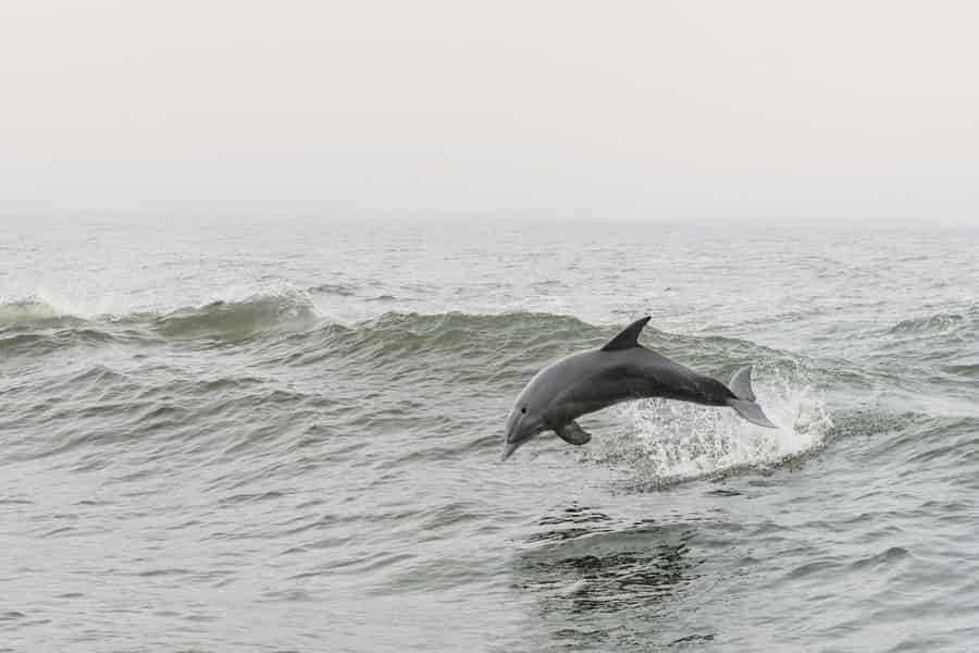 Myrtle Beach: 2-stündige Delfin-Abenteuer-Bootsfahrt. Foto: GetYourGuide