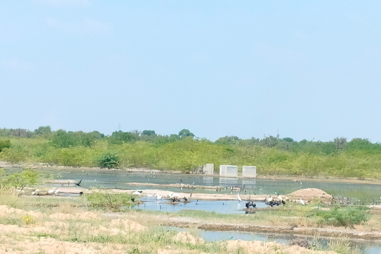 Aldea Bishnoi: recorrido de safari