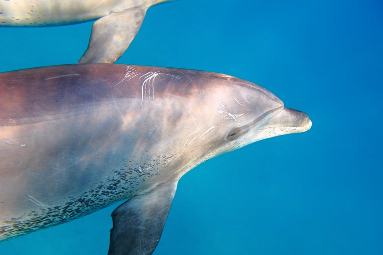 Marsa Alam: Dolphin House Adventure at Shaab Samadai Reef