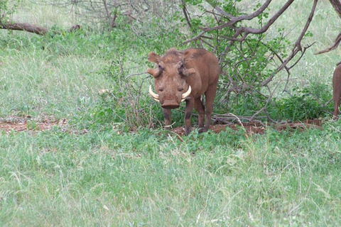 Nairobi: 4 Days epic trip to Amboseli, Tsavo West & East