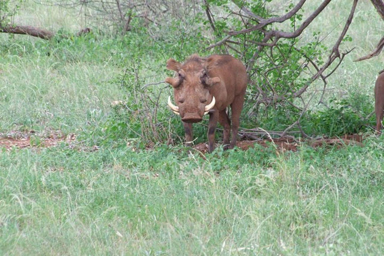 Nairobi: 4 Days epic trip to Amboseli, Tsavo West & East