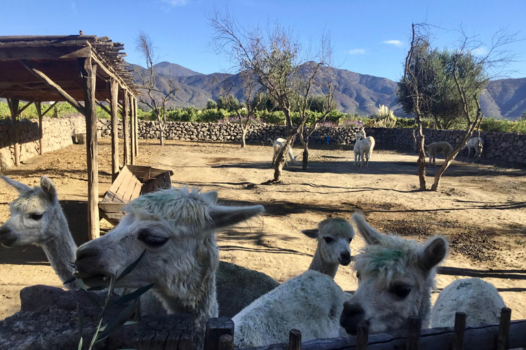 Vineyard, Valparaiso, Horseback Riding, Sea L &amp; BBQ Day Trip