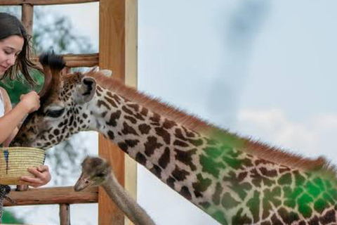 Arusha: Viagem de 1 dia com animais selvagens Serval com safari e almoço