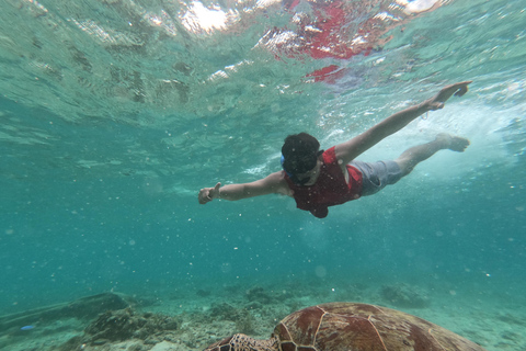 Cebu: Oslob Whale Sharks, Kawasan Fall & Moalboal Sardines Join/Shared Tour Option