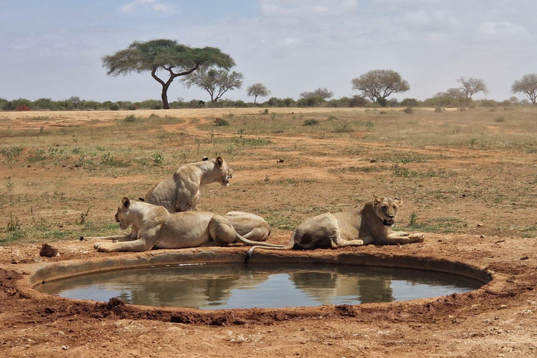 From Diani Beach: 3-Day Taita Hills & Tsavo East Safari