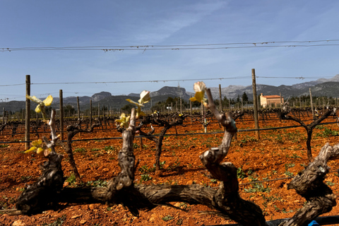 اكتشف كنوز نبيذ مايوركا في أحد أفضل مصانع النبيذمايوركا: اكتشف كنوز النبيذ المحلي