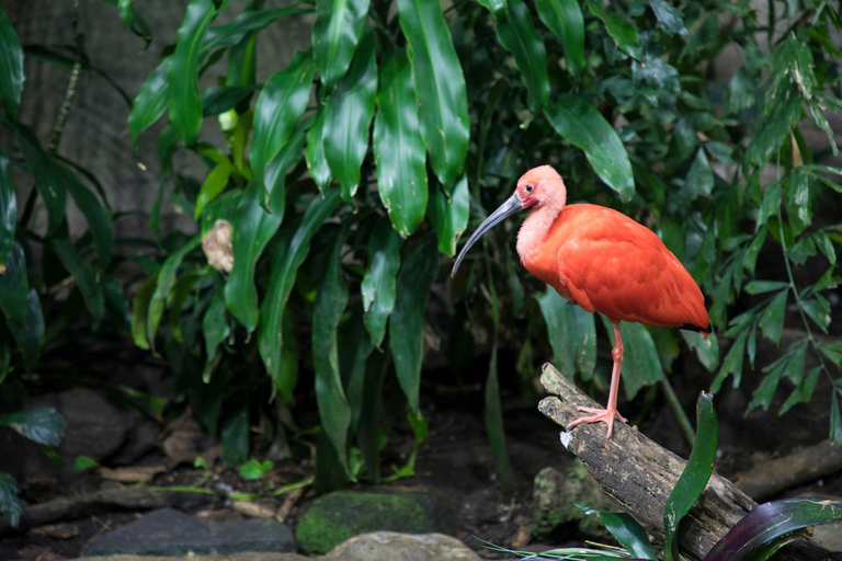 Skip-the-line Montreal Biodome Private Tour with Tickets 2-hour: Montreal Biodome Tour