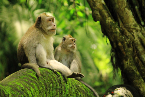 Ubud: Waterfalls, Water Temple & Monkey Forest Shared Tour Shared-Group Tour with Hotel Transfer