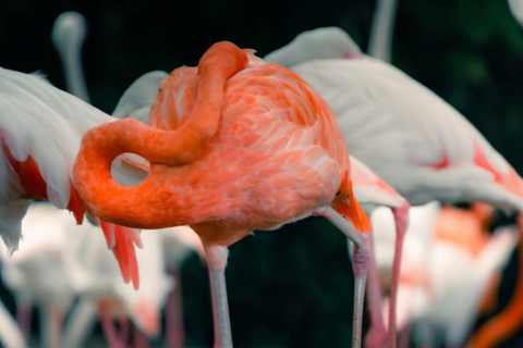 Shanghai Wild Animal Park: Safari Adventure Entry Pass Shanghai Wild Animal Park Full-Day Ticket