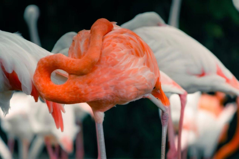 Shanghai Wild Animal Park: Safari Adventure Entry Pass Shanghai Wild Animal Park Full-Day Ticket