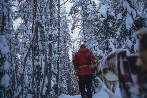 Rovaniemi: autentico safari nella fattoria delle renne e giro in slitta lunga