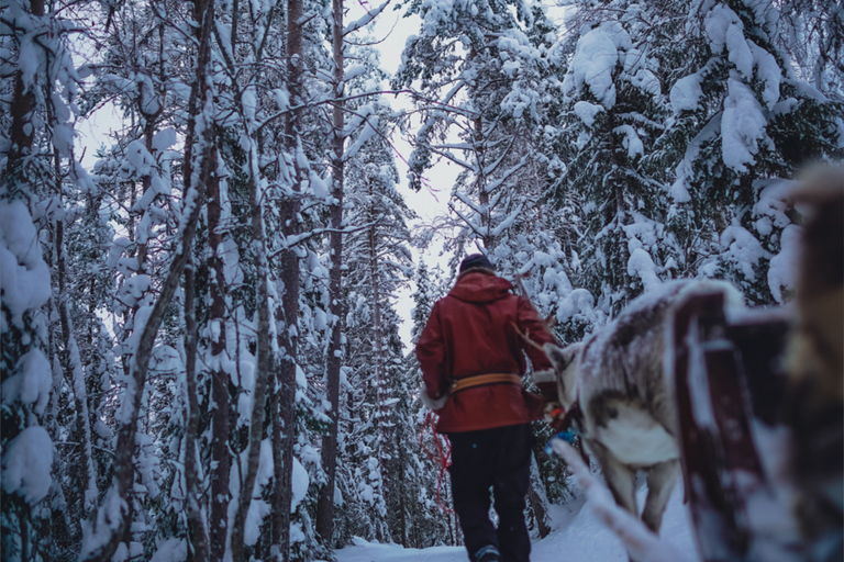 Rovaniemi: autentico safari nella fattoria delle renne e giro in slitta lunga