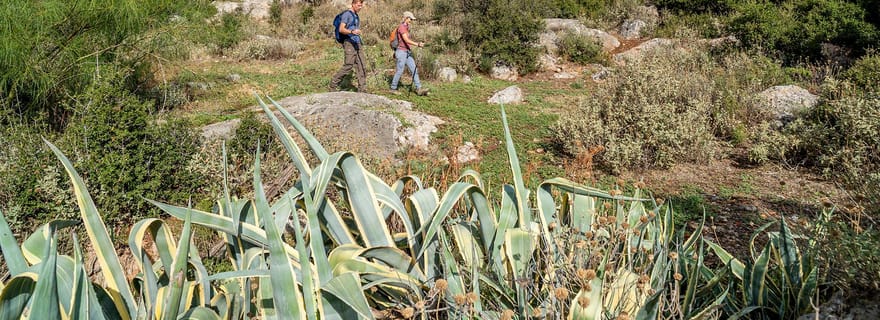 Delphes : randonnée dans une oliveraie et dégustation de produits locaux