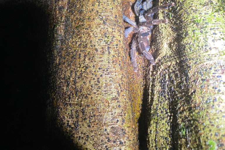 Puerto Jimenez: Jungle Night Walk near Corcovado NP