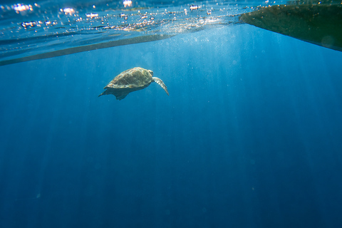 Tenerife: Turtle Bay - Kayak Rental with Drink and Equipment