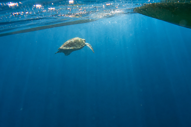 Tenerife: Turtle Bay - Kayak Rental with Drink and Equipment