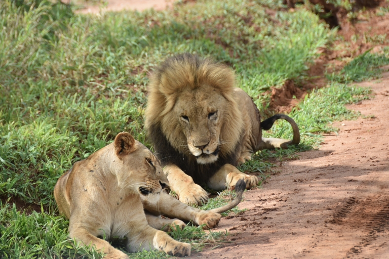 Serengeti: 4-daagse safaritochtSerengeti: 4-daagse safaritour