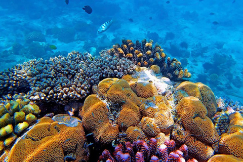 Delfintur i Mnemba, lagunakvarium och Kiwengwa-stranden.Privat tur med hotelltransfer i norra Unguja