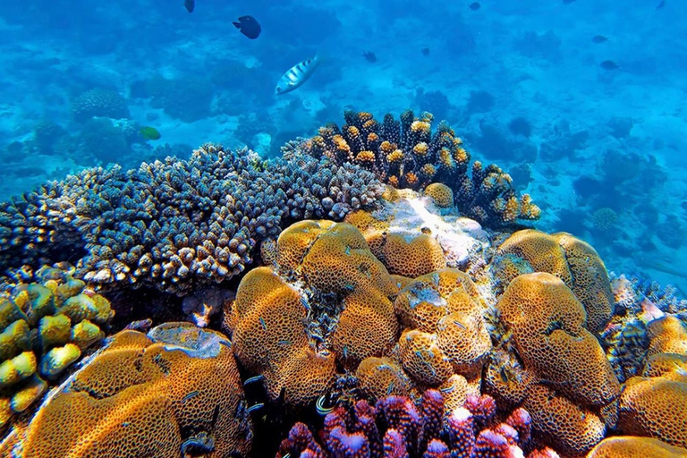 Delfintur i Mnemba, lagunakvarium och Kiwengwa-stranden.Privat tur med hotelltransfer i norra Unguja