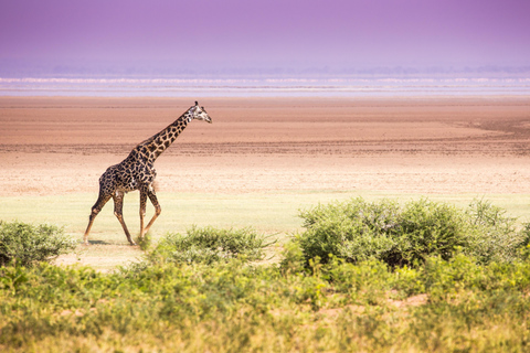 3-Day Safari & Kilimanjaro Adventure: Tarangire, Ngorongoro