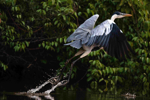 3 jours - Circuit Premium dans la jungle de Tambopata