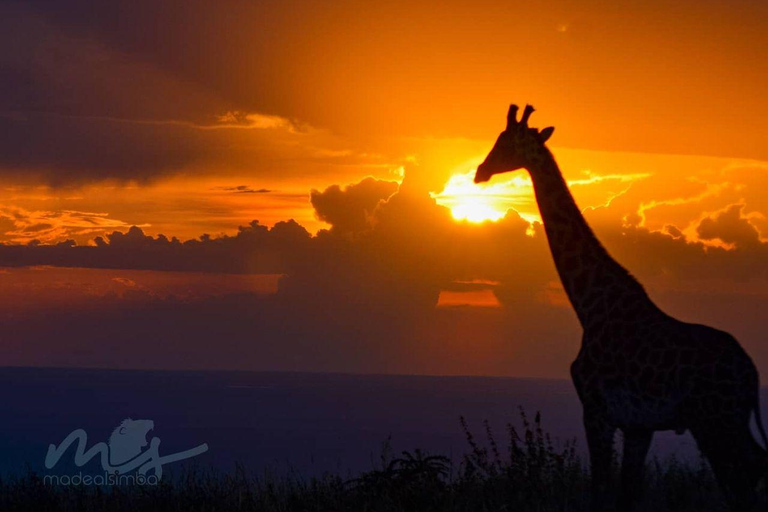 5-Day Mid-Range Lodge Safari