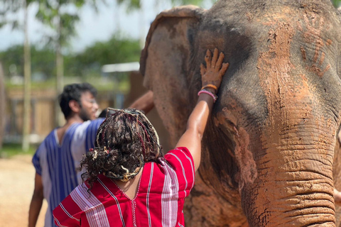 Expérience avec les éléphants avec transferts et buffet de nourriture thaïlandaise