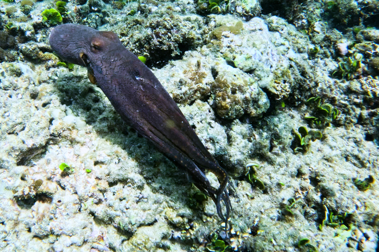 Honolulu: Deluxe Waikiki Snorkel en Wildlife Cruise