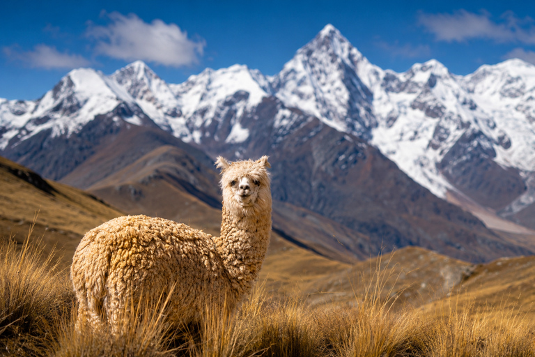 From Huaraz: Pastoruri Glacier Full-Day Tour with Hike